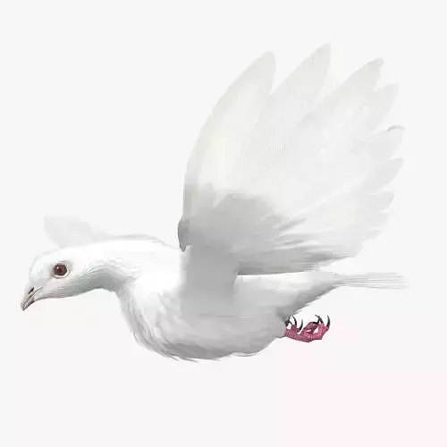 Dove - rigged - animated 3D model