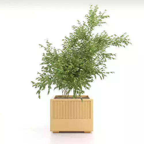 Icaria plant in wooden box 3D model
