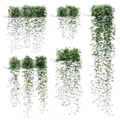 Hanging ivy in pots on the shelves - 5 models
