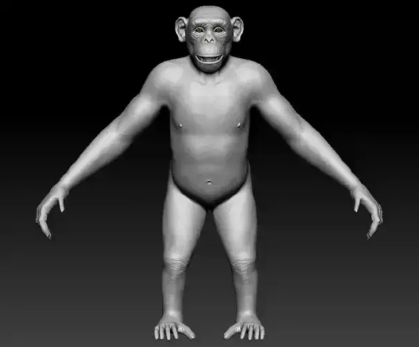 Chimpanzee Ape