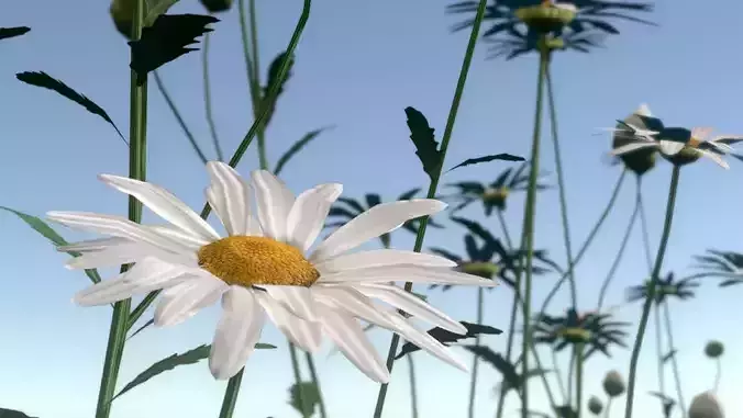 Blooming Daisies