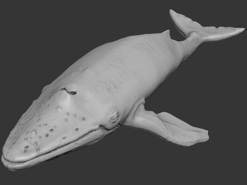 Blue Whale Printable 3D print model_4