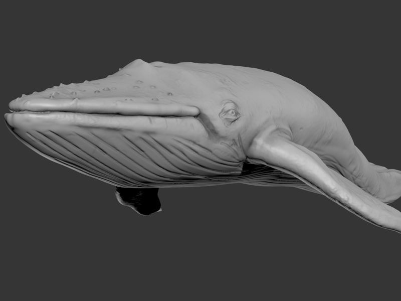 Blue Whale Printable 3D print model_7