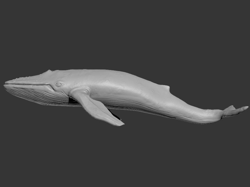 Blue Whale Printable 3D print model_8