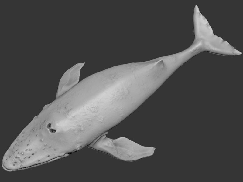 Blue Whale Printable 3D print model_6