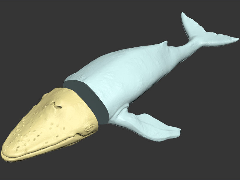 Blue Whale Printable 3D print model_1