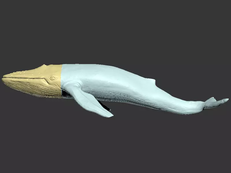 Blue Whale Printable 3D print model_0