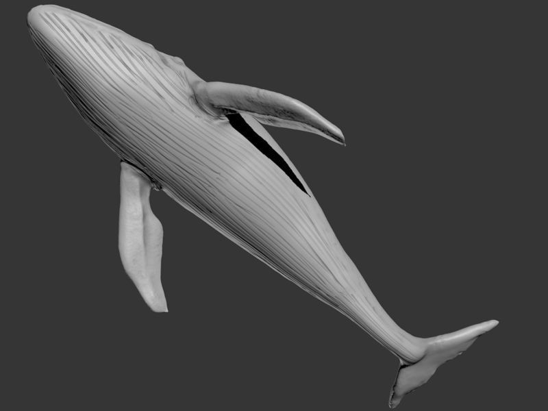 Blue Whale Printable 3D print model_5