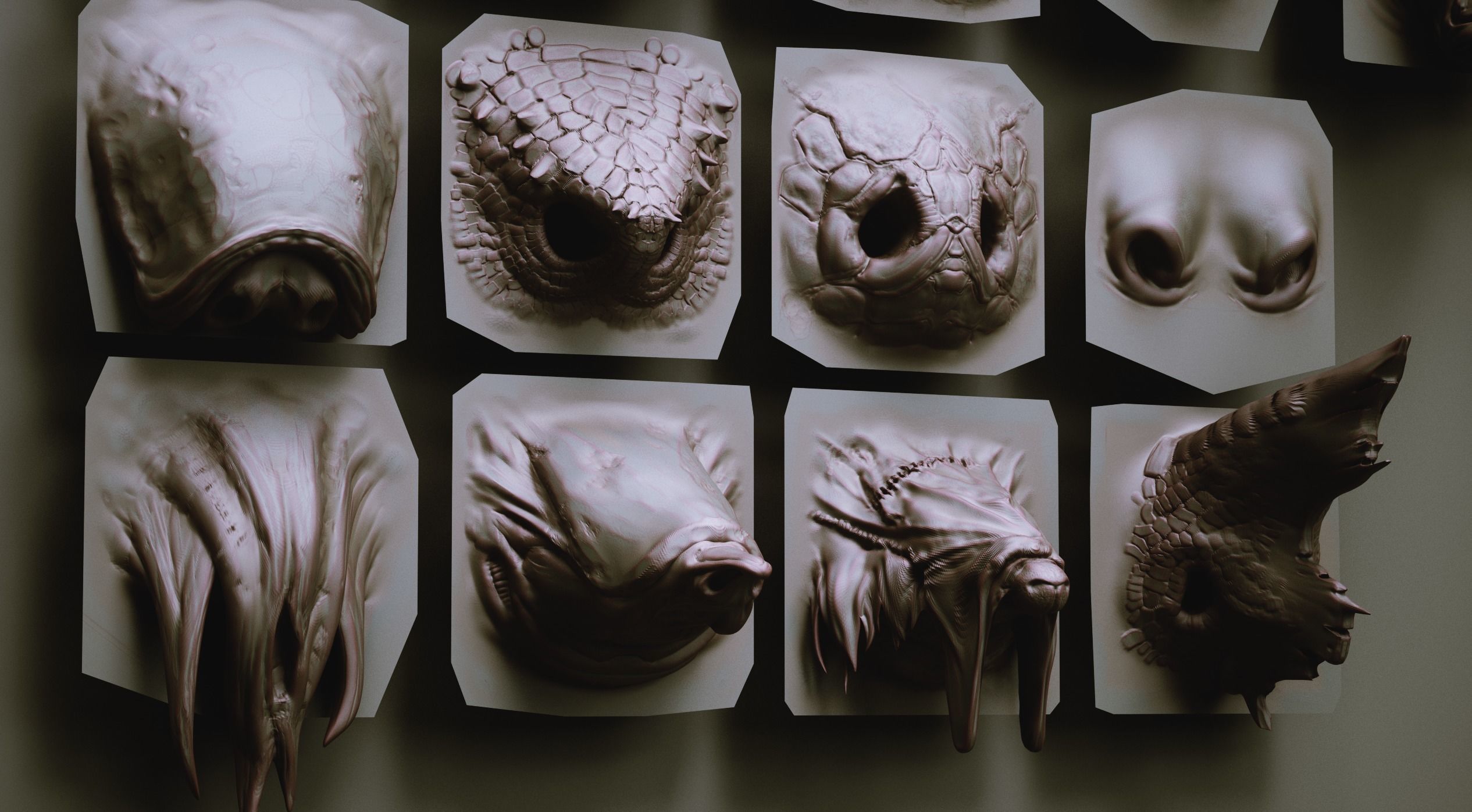 NOSES - 40 ZBrush VDM Nasal Areas 3D model_11