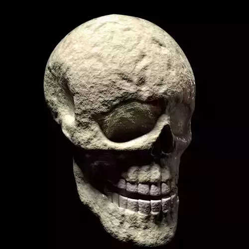 Withered Human Skull Model and Render File 3D model