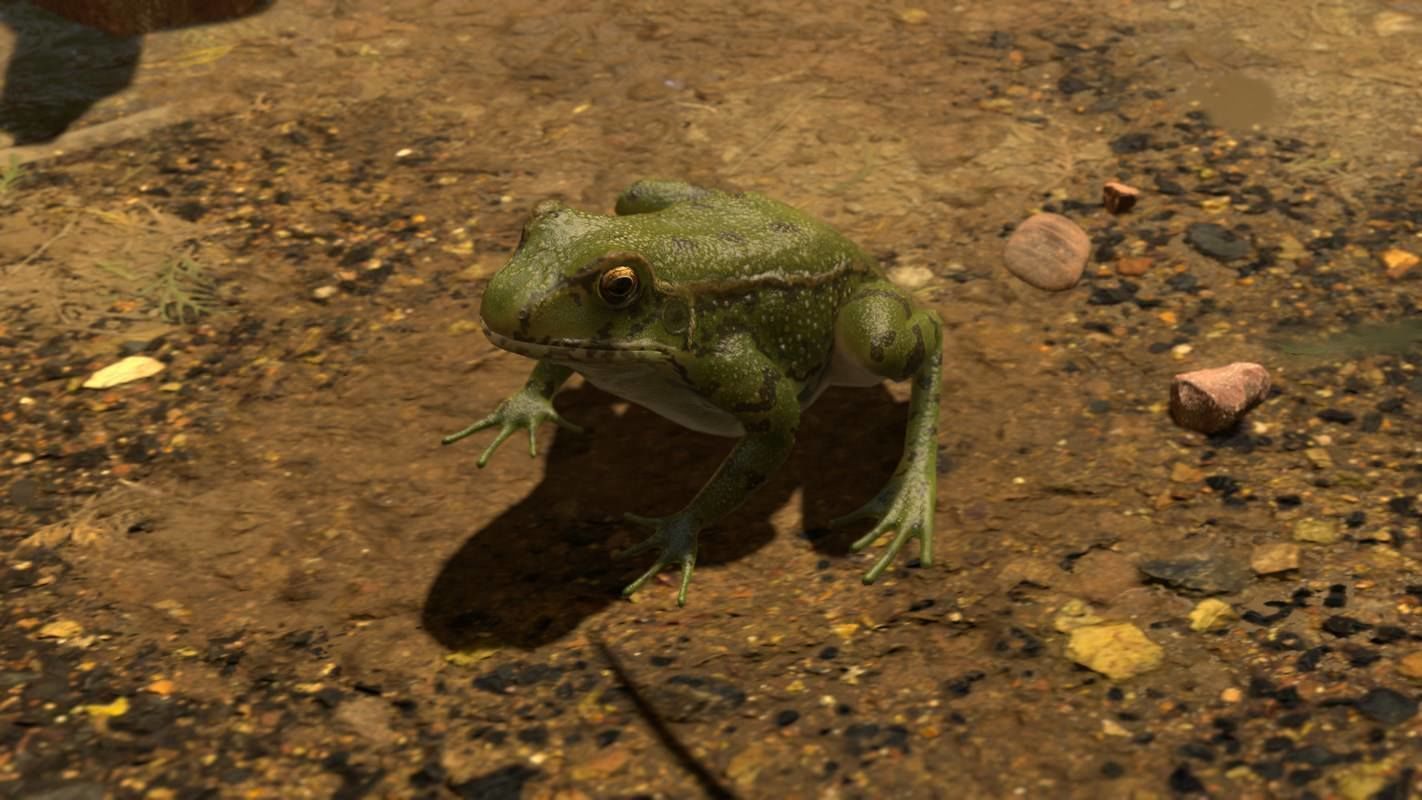 Frogs frog Low-poly 3D model_46