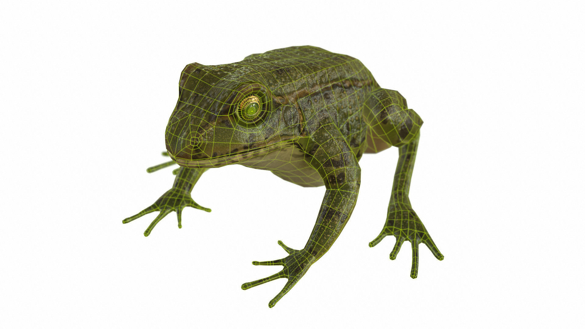 Frogs frog Low-poly 3D model_68