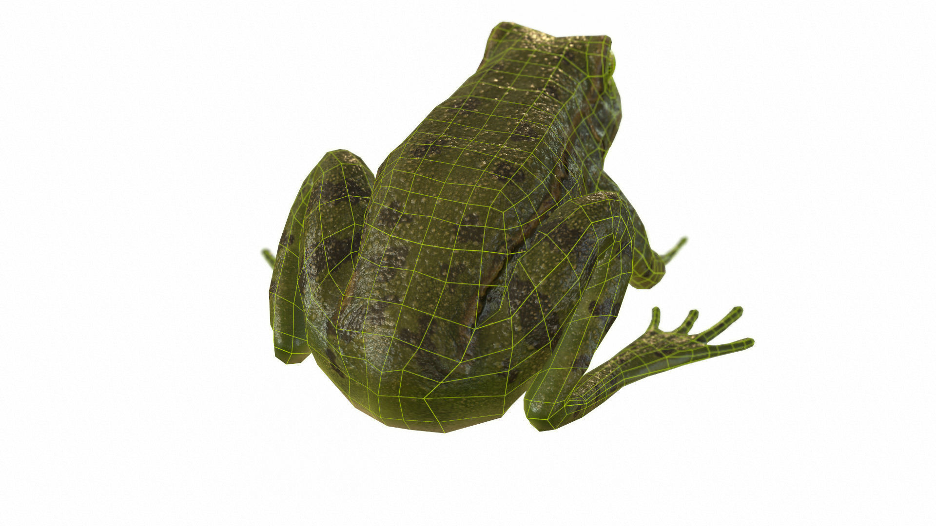 Frogs frog Low-poly 3D model_67