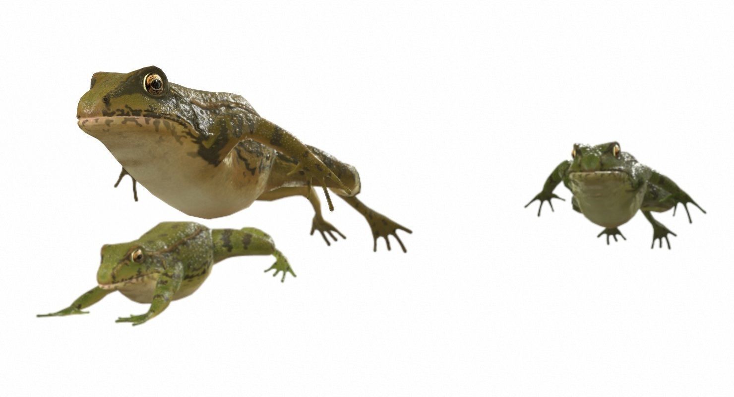 Frogs frog Low-poly 3D model_11