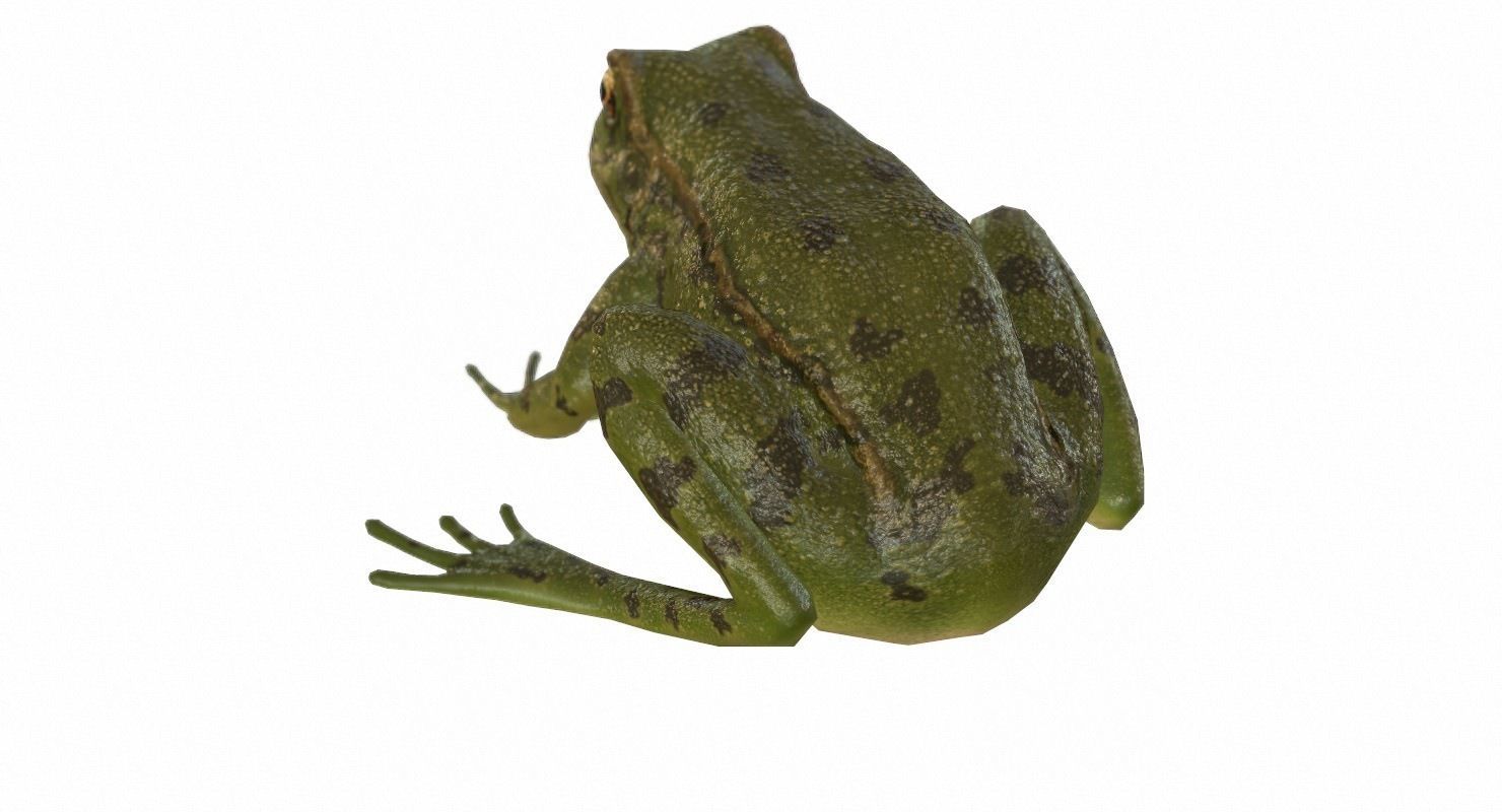 Frogs frog Low-poly 3D model_75