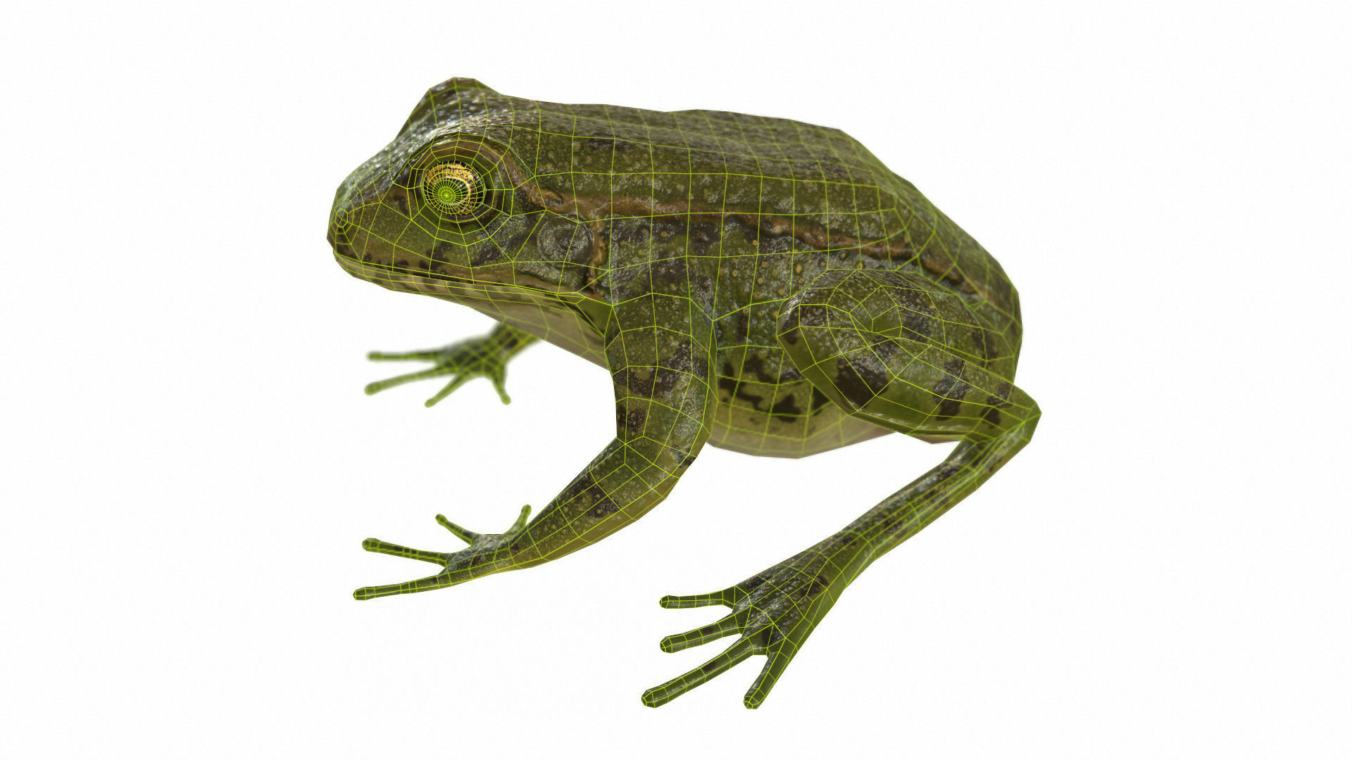Frogs frog Low-poly 3D model_65