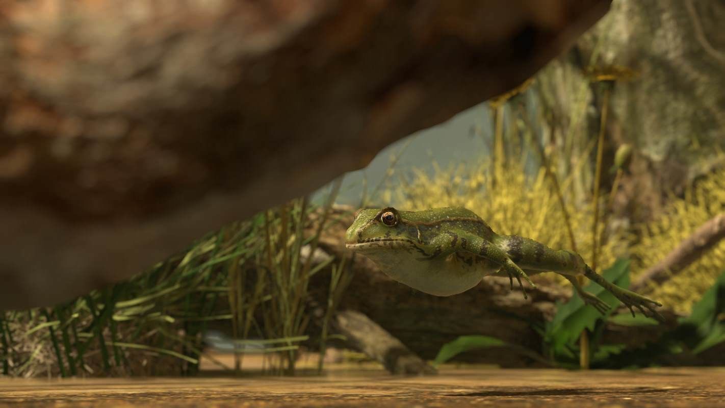 Frogs frog Low-poly 3D model_38