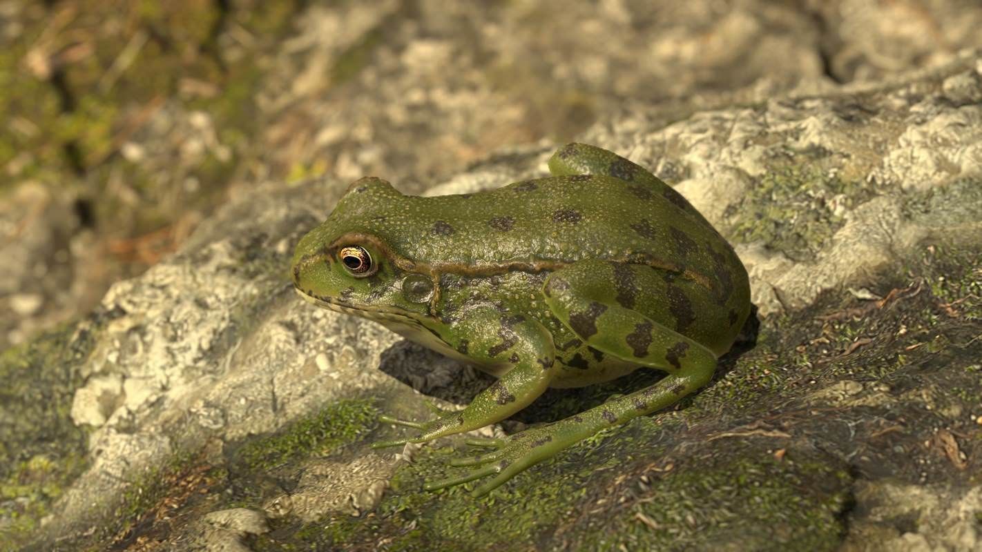 Frogs frog Low-poly 3D model_55