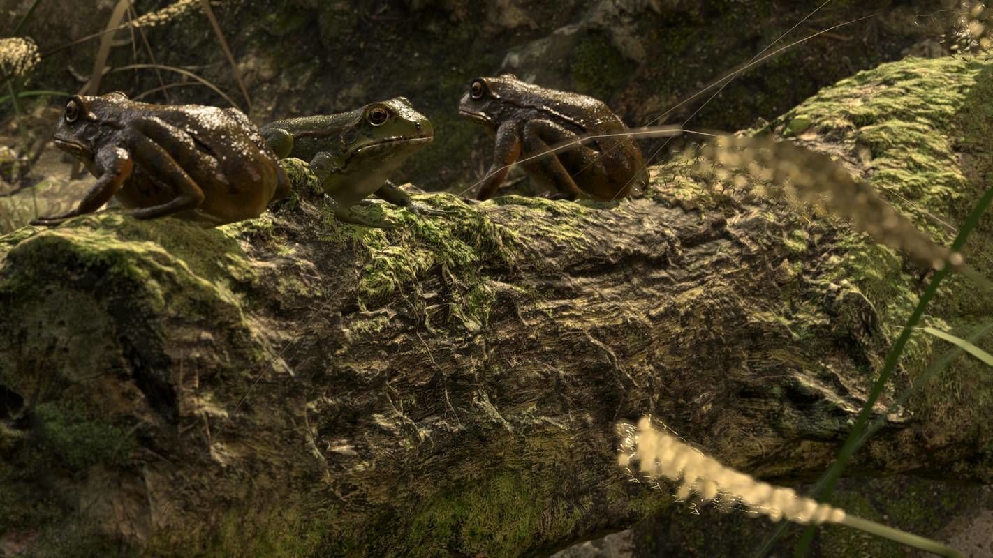 Frogs frog Low-poly 3D model_31