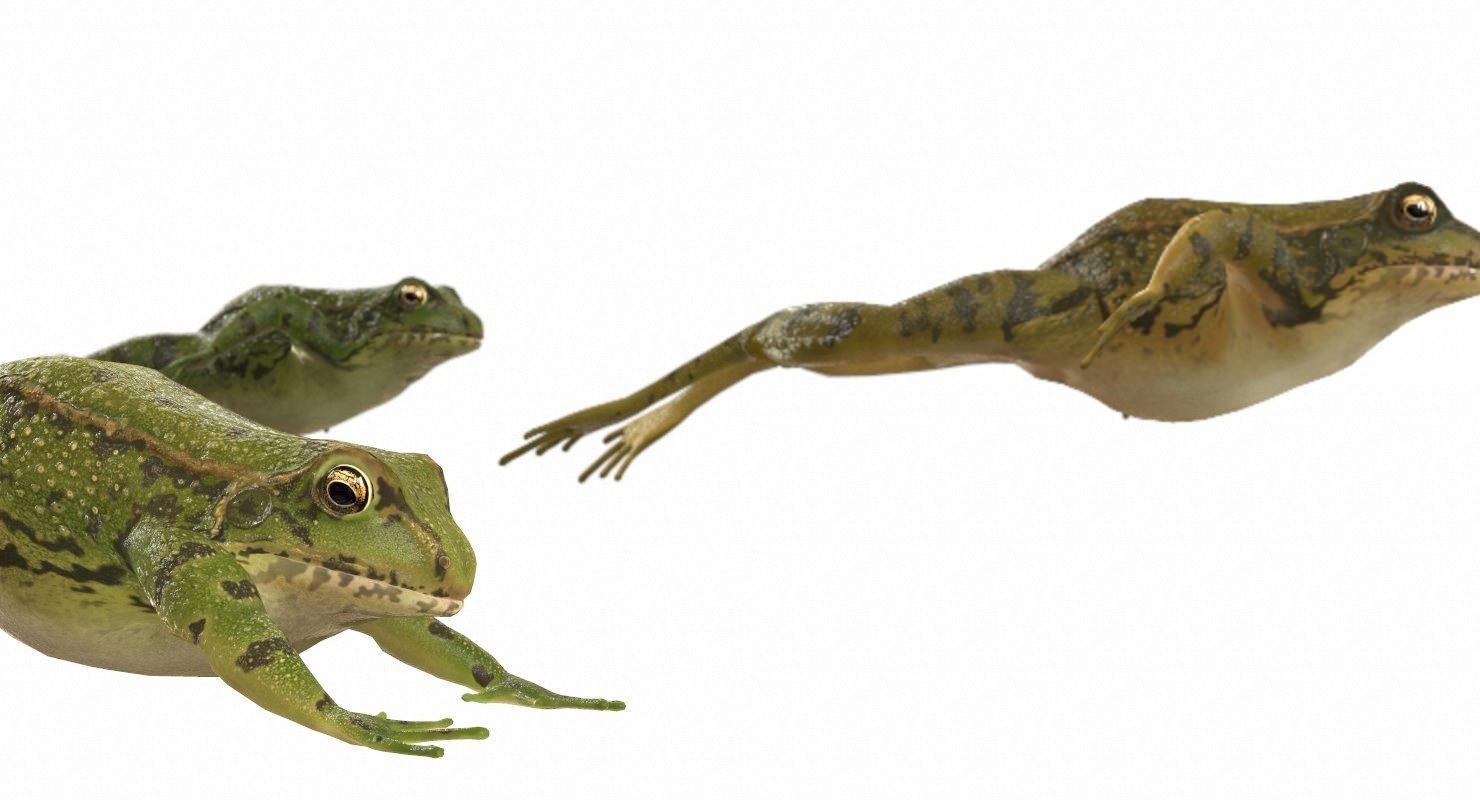 Frogs frog Low-poly 3D model_12