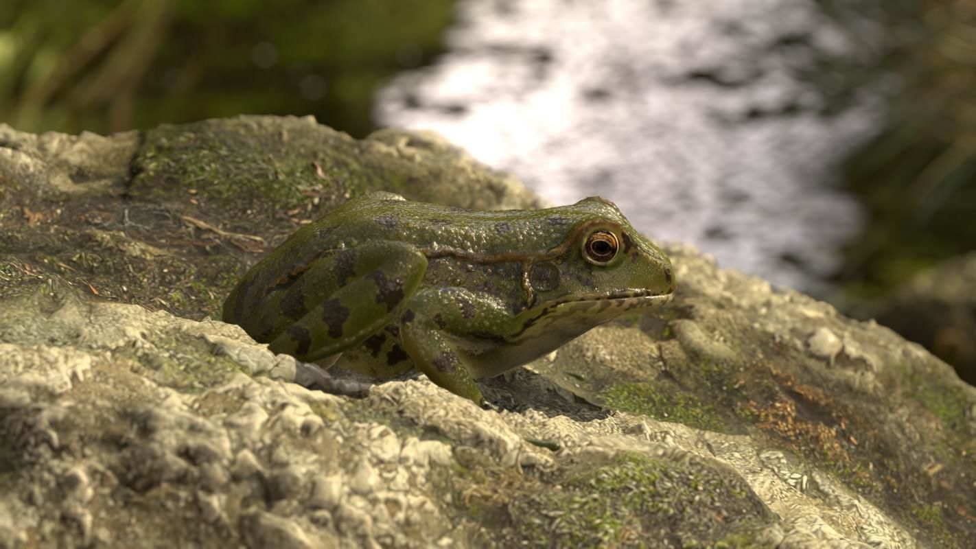 Frogs frog Low-poly 3D model_51