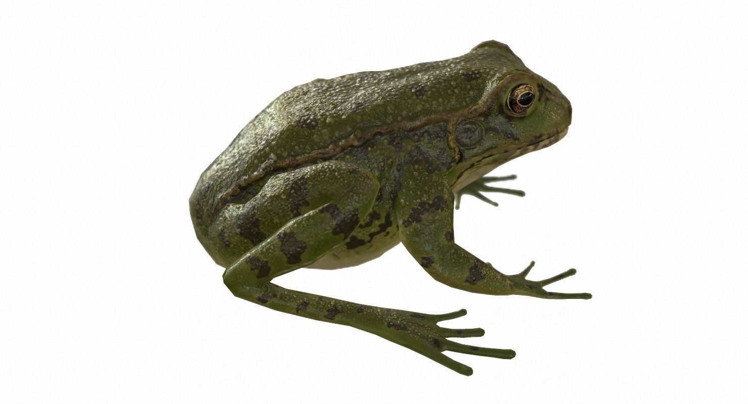 Frogs frog Low-poly 3D model_79