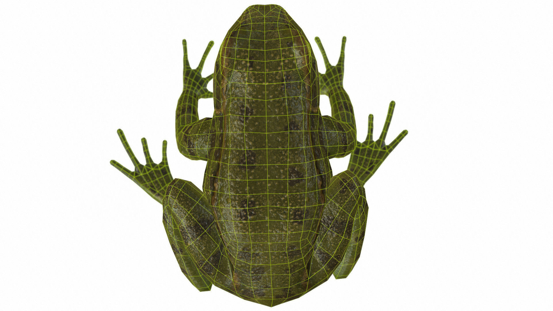 Frogs frog Low-poly 3D model_71