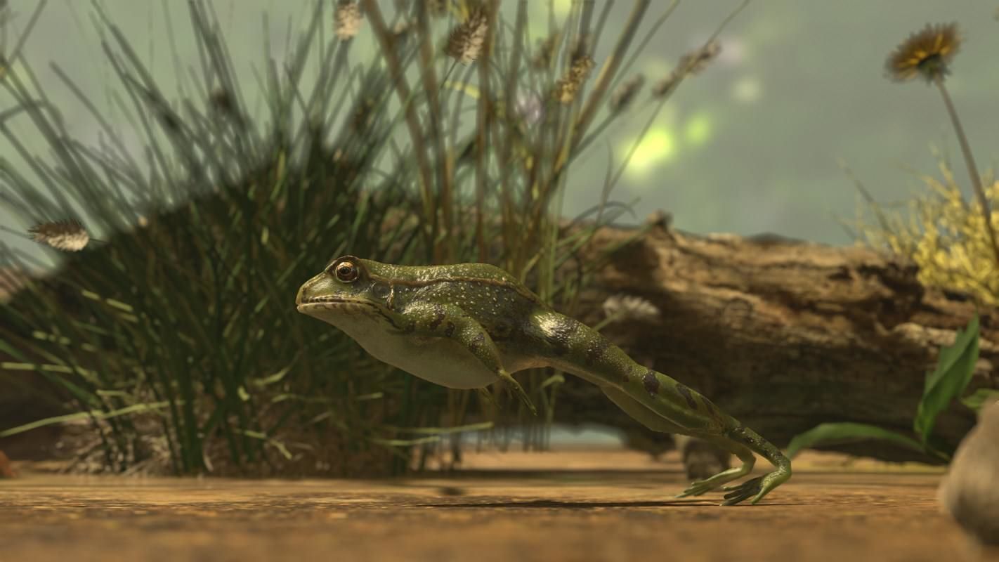 Frogs frog Low-poly 3D model_35