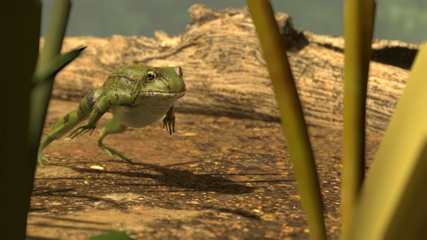 Frogs frog Low-poly 3D model_34