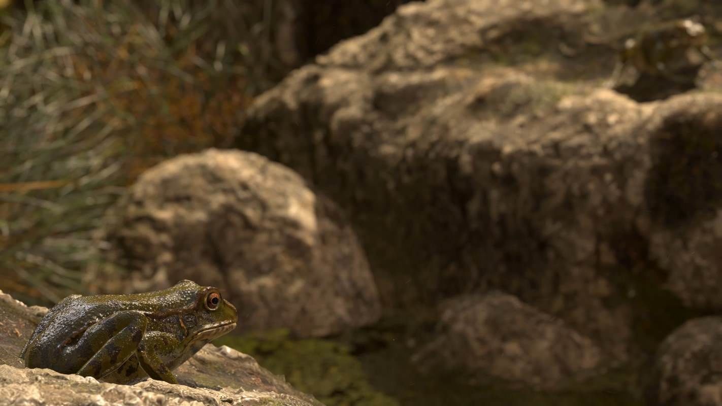 Frogs frog Low-poly 3D model_8