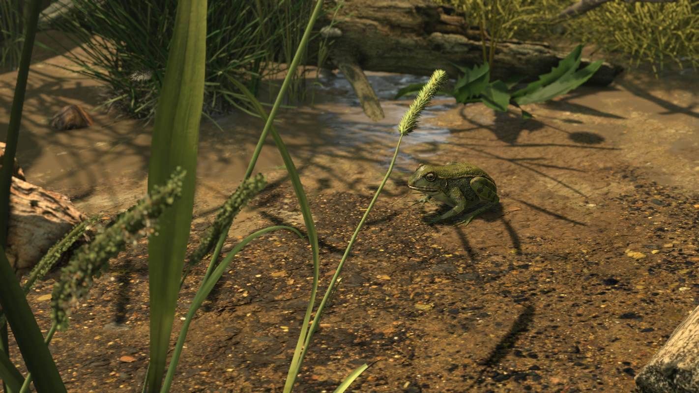 Frogs frog Low-poly 3D model_23