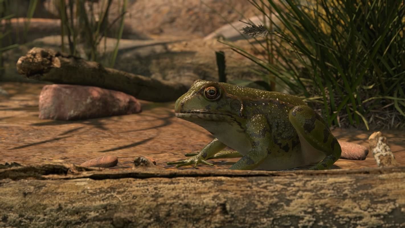 Frogs frog Low-poly 3D model_6