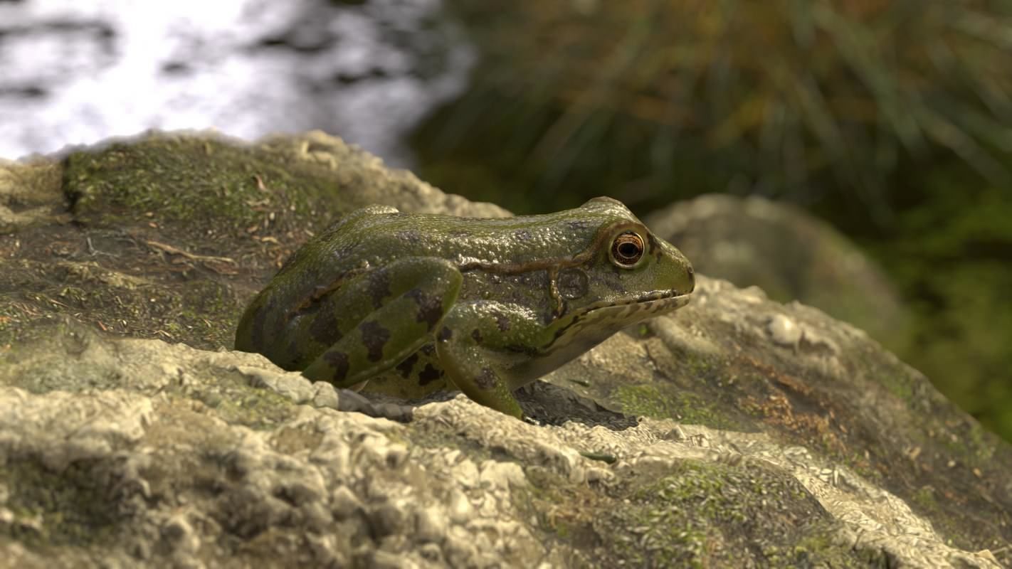 Frogs frog Low-poly 3D model_50