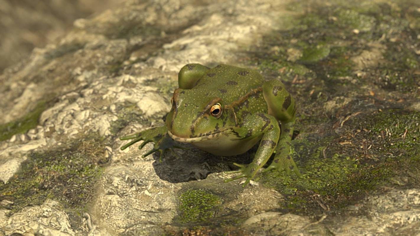 Frogs frog Low-poly 3D model_54