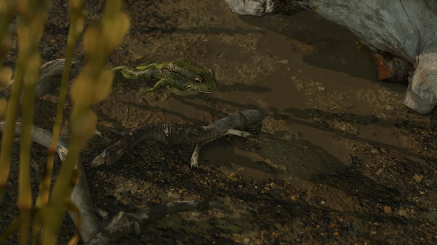 Frogs frog Low-poly 3D model_21