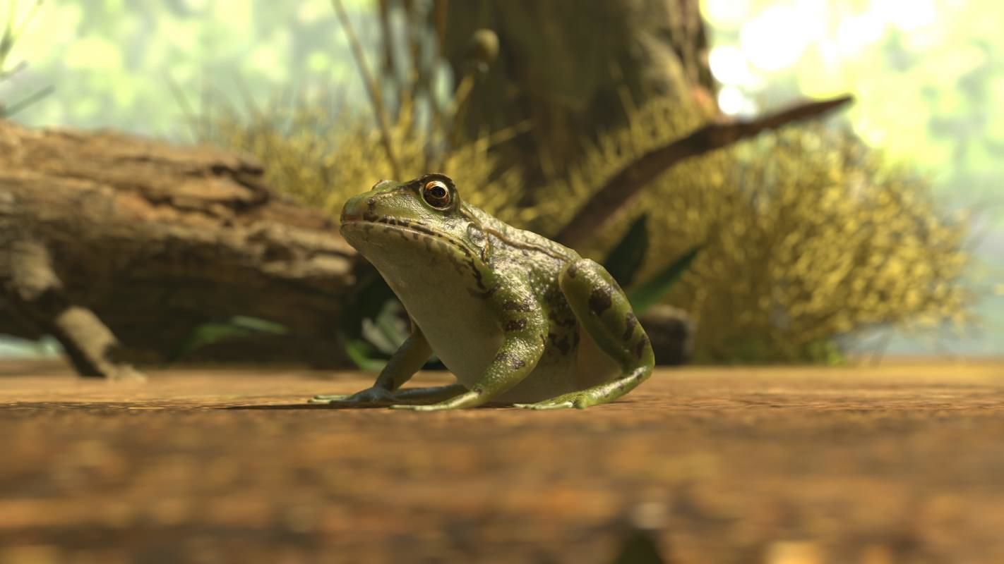Frogs frog Low-poly 3D model_27