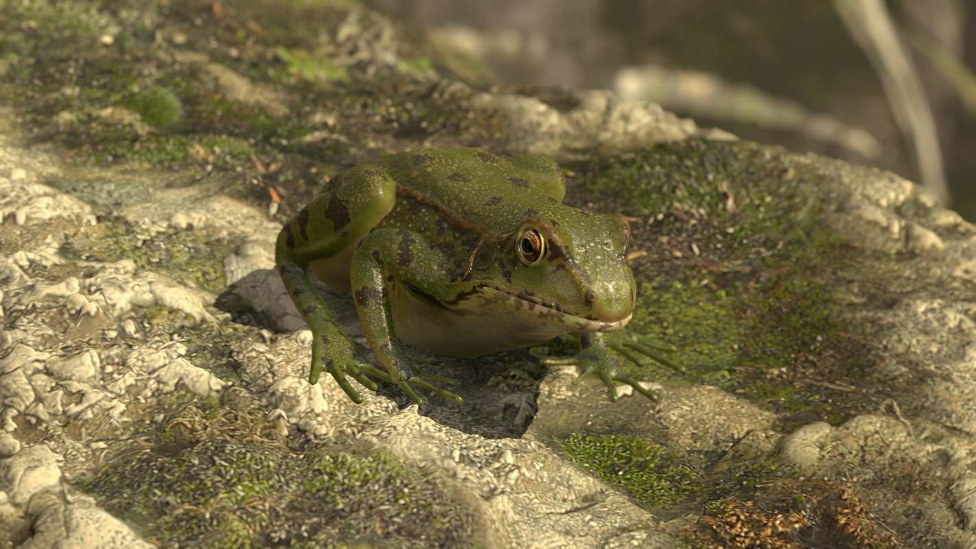 Frogs frog Low-poly 3D model_53