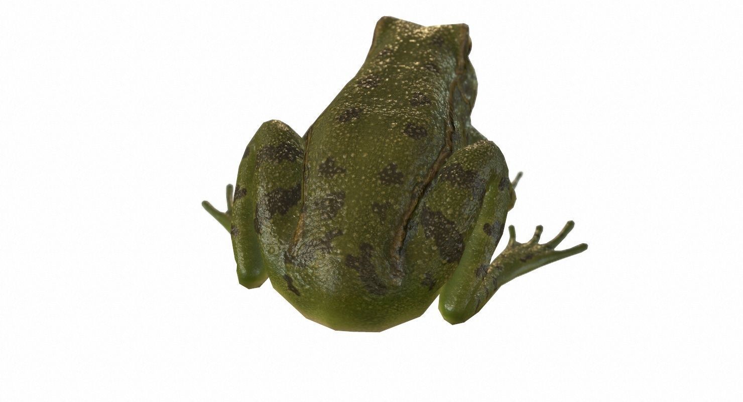 Frogs frog Low-poly 3D model_77