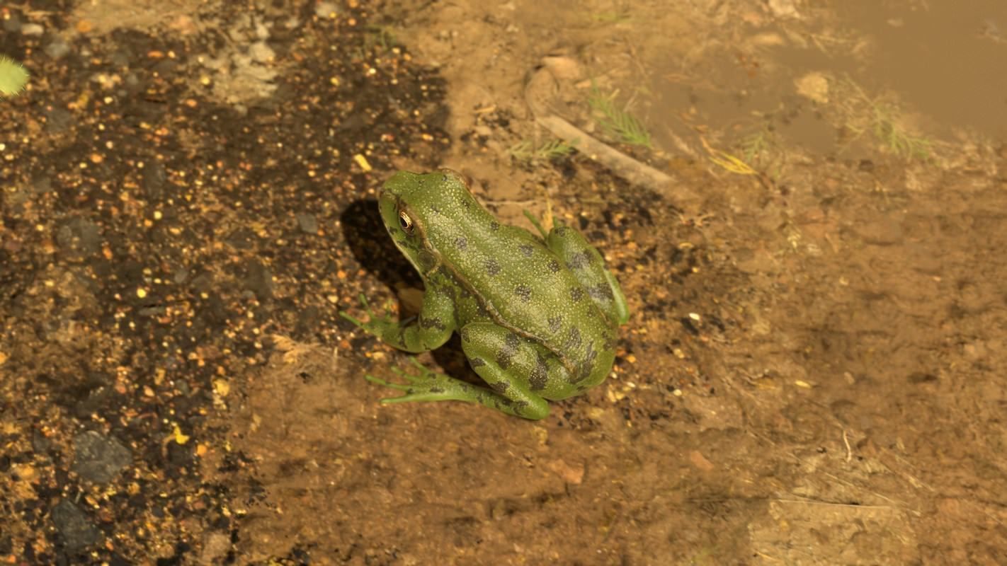 Frogs frog Low-poly 3D model_32