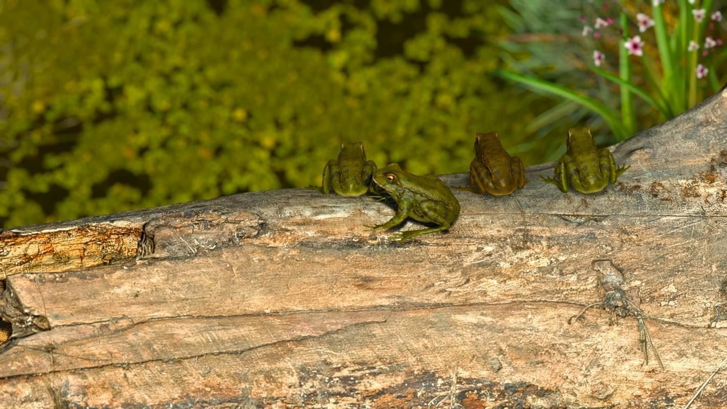 Frogs frog Low-poly 3D model_7