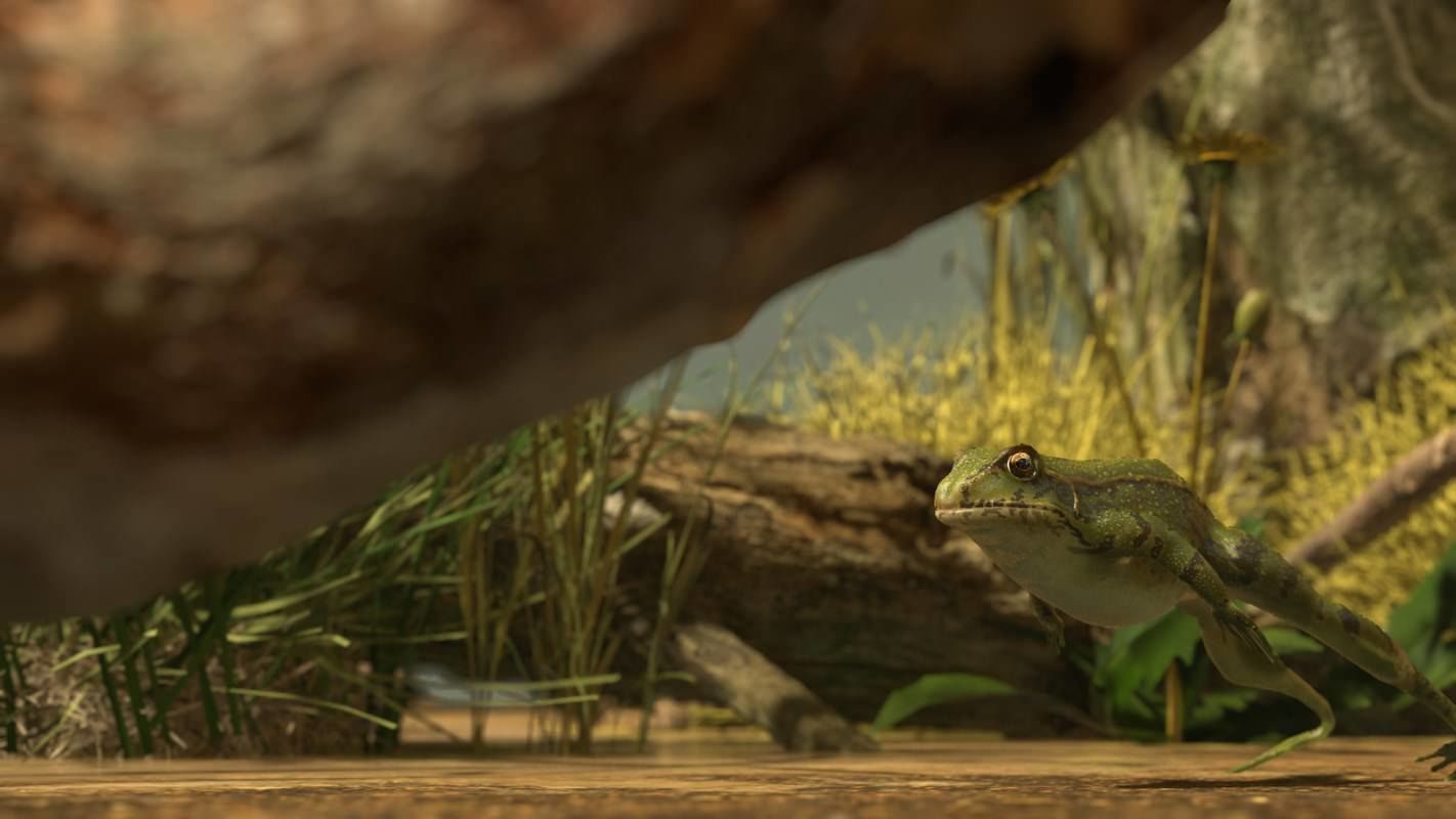 Frogs frog Low-poly 3D model_37