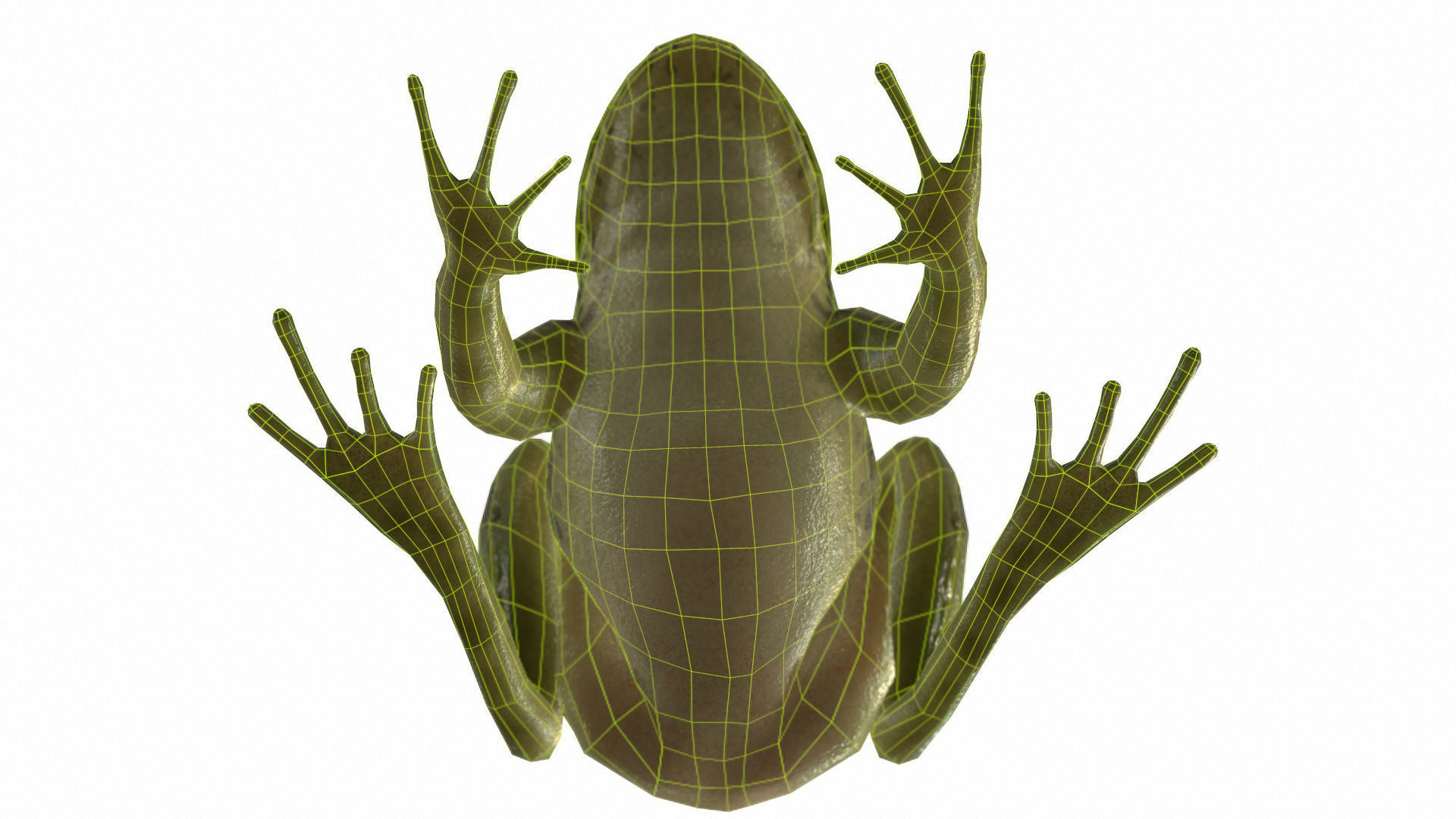 Frogs frog Low-poly 3D model_70
