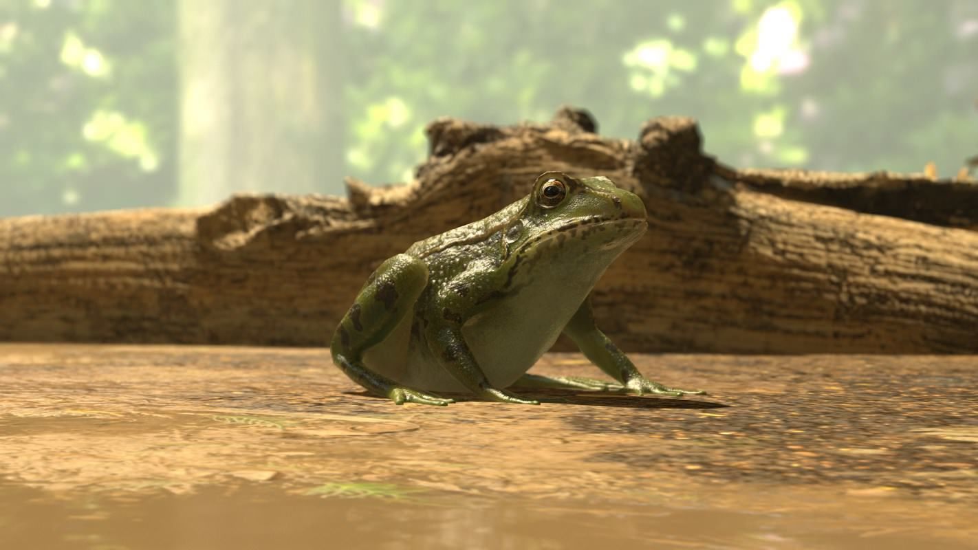 Frogs frog Low-poly 3D model_25