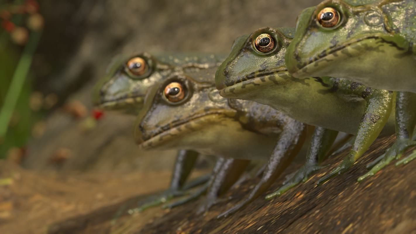 Frogs frog Low-poly 3D model_19
