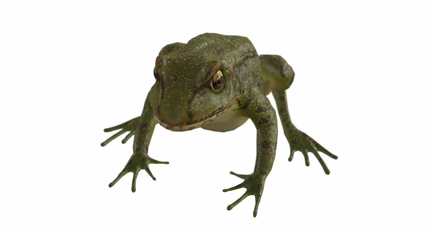 Frogs frog Low-poly 3D model_72