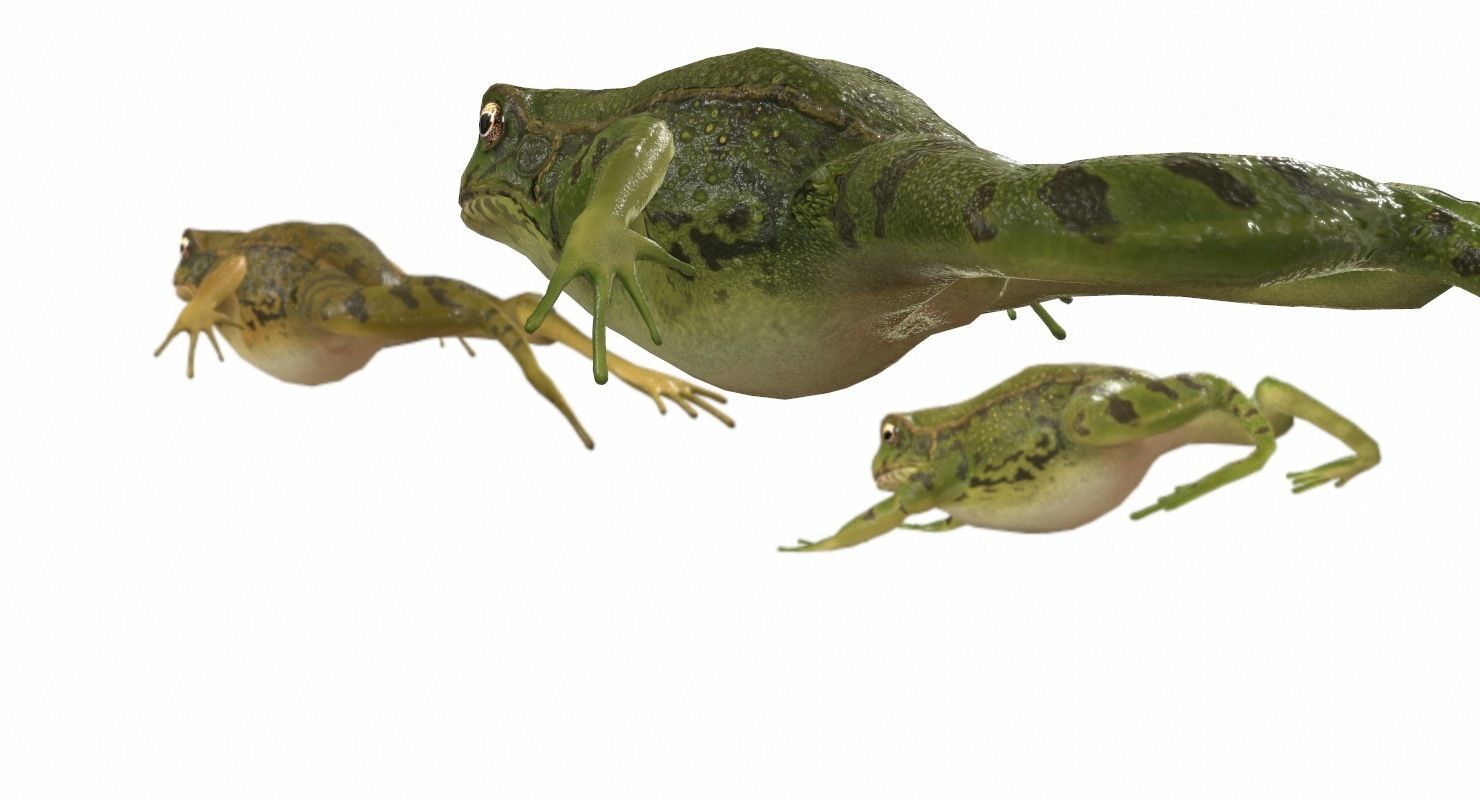 Frogs frog Low-poly 3D model_13