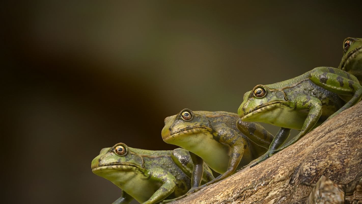 Frogs frog Low-poly 3D model_18