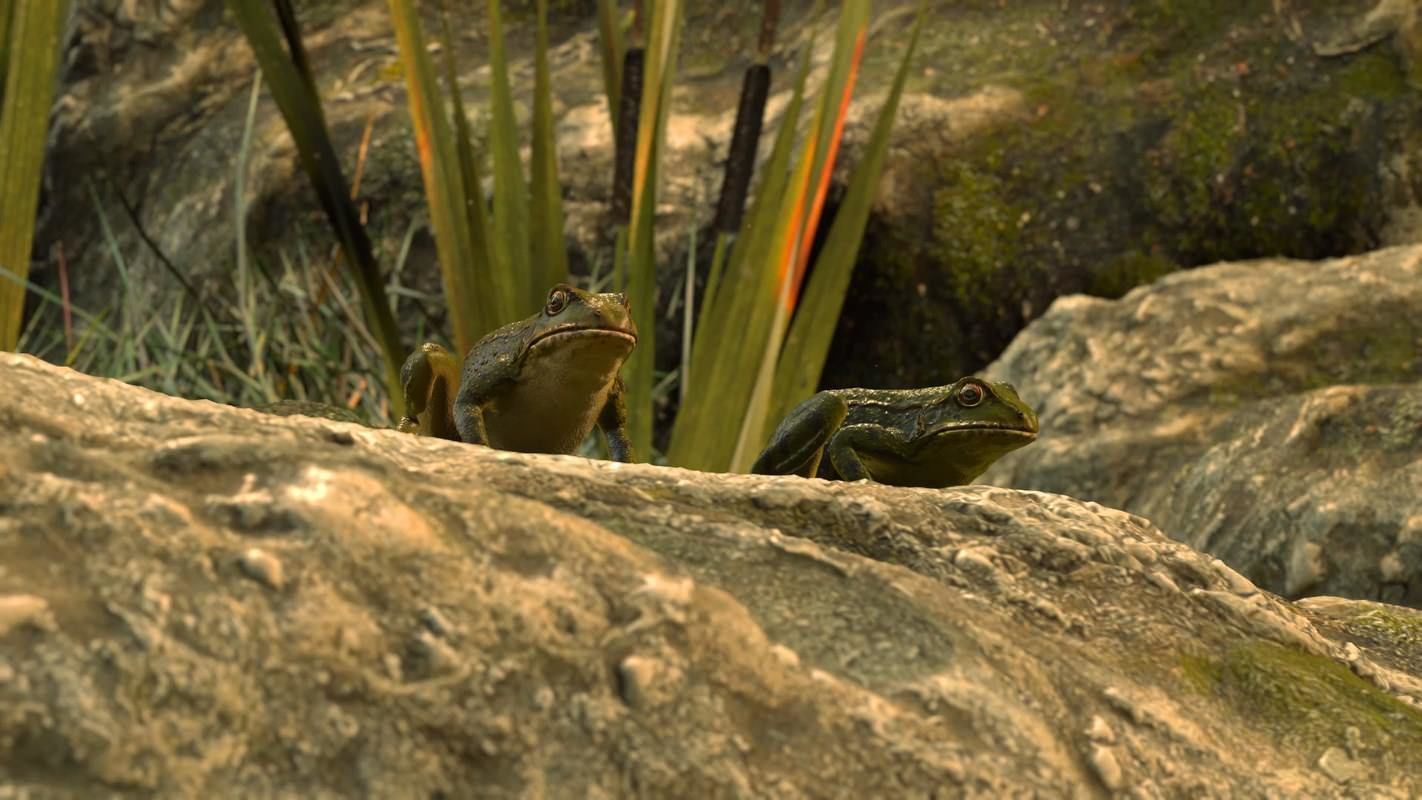 Frogs frog Low-poly 3D model_9