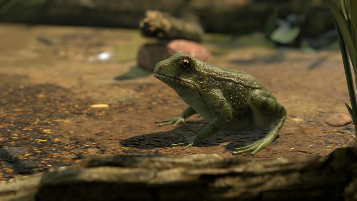 Frogs frog Low-poly 3D model_44