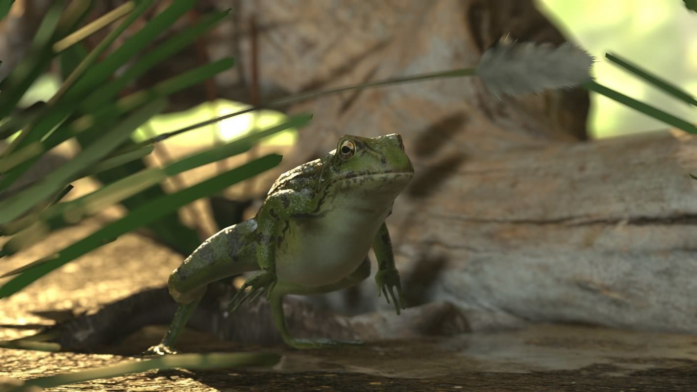 Frogs frog Low-poly 3D model_42